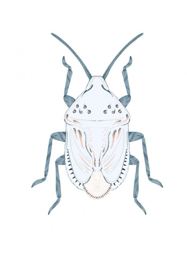 PHOTOWALL / Stinkfly (e41217)