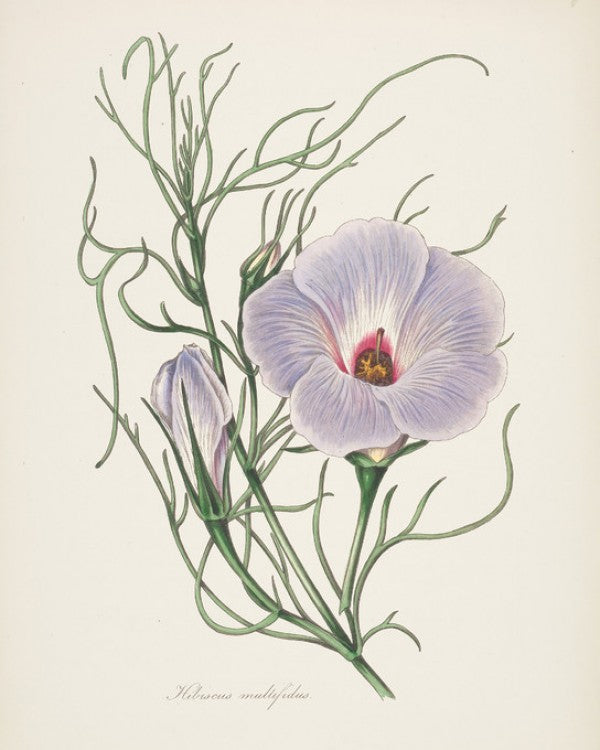 PHOTOWALL / Antique Botanical III Cream (e312259)