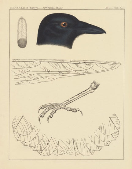 PHOTOWALL / Bird Prints I (e312294)
