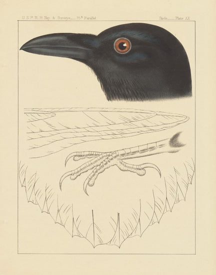 PHOTOWALL / Bird Prints II (e312295)