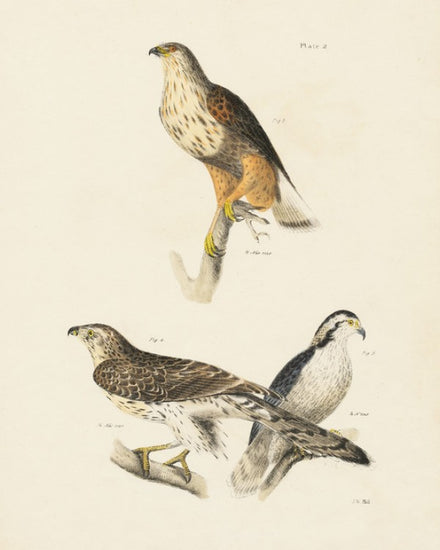 PHOTOWALL / Birds of Prey II (e312299)