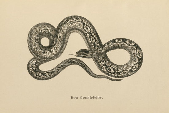 PHOTOWALL / Vintage Boa Constrictor (e312305)