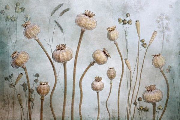 PHOTOWALL / Papaver (e312811)