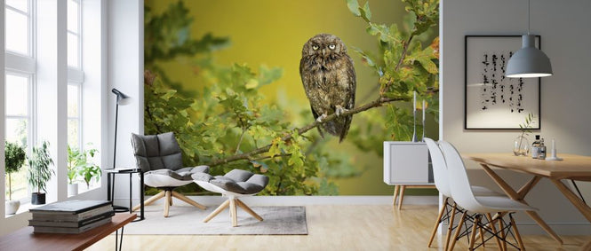 PHOTOWALL / Eurasian Scops Owl (e312826)