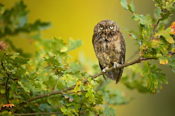 PHOTOWALL / Eurasian Scops Owl (e312826)