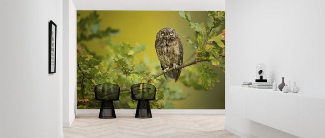 PHOTOWALL / Eurasian Scops Owl (e312826)
