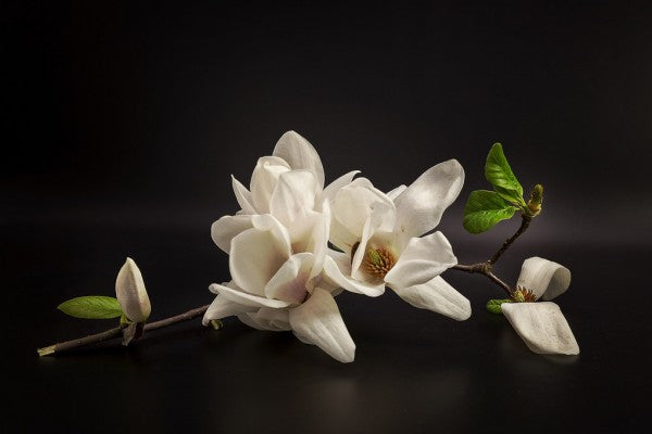 PHOTOWALL / Magnolia (e312829)