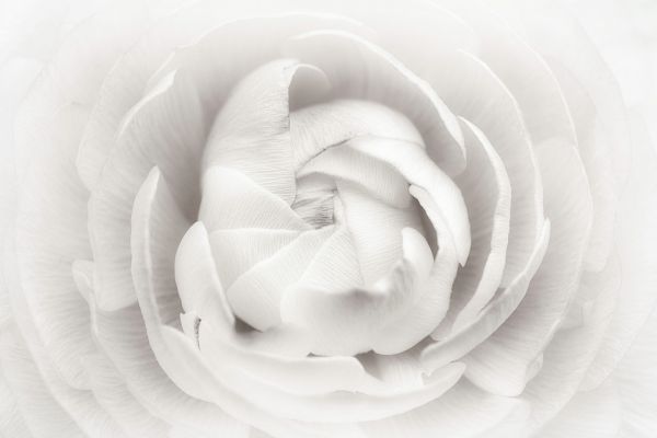 PHOTOWALL / Ranunculus (e312864)