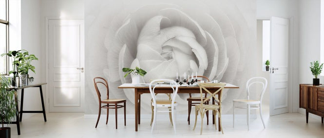 PHOTOWALL / Ranunculus (e312864)