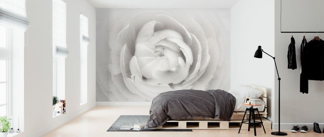PHOTOWALL / Ranunculus (e312864)