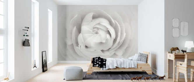 PHOTOWALL / Ranunculus (e312864)