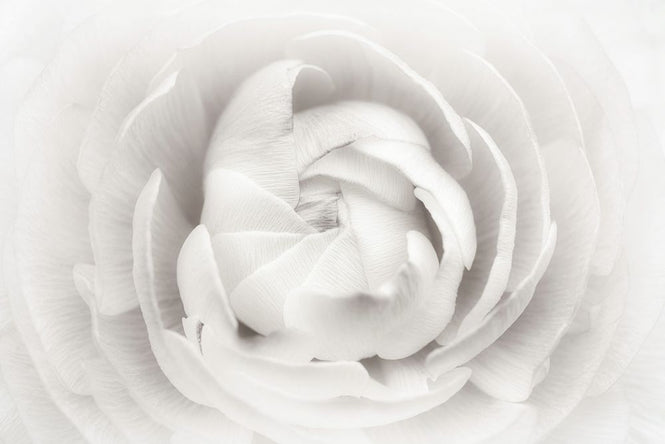PHOTOWALL / Ranunculus (e312864)