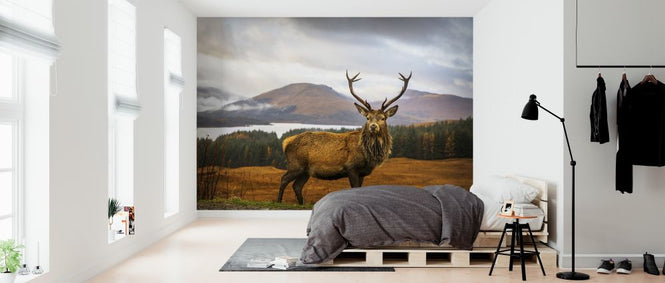 PHOTOWALL / Scottish Stag (e312878)