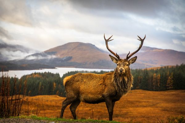 PHOTOWALL / Scottish Stag (e312878)