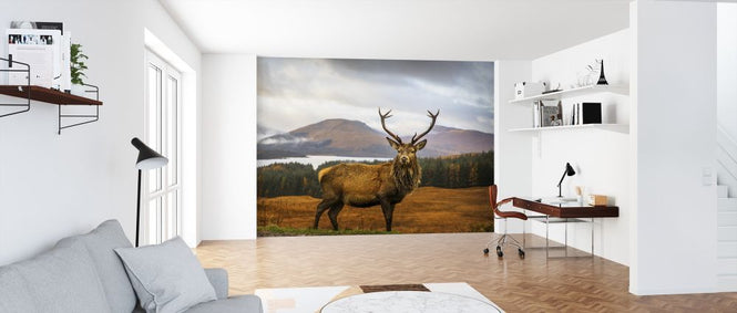 PHOTOWALL / Scottish Stag (e312878)