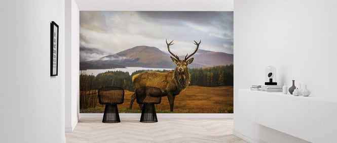PHOTOWALL / Scottish Stag (e312878)