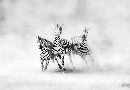 PHOTOWALL / Zebras (e312914)