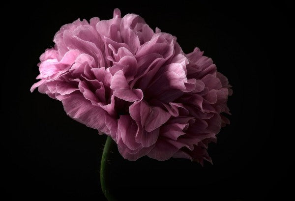 PHOTOWALL / Poppy (e312918)