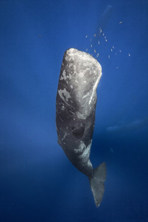 PHOTOWALL / Candle Sperm Whale (e312927)