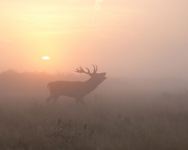 PHOTOWALL / Misty Morning Stag (e312939)
