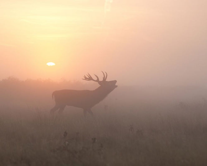 PHOTOWALL / Misty Morning Stag (e312939)