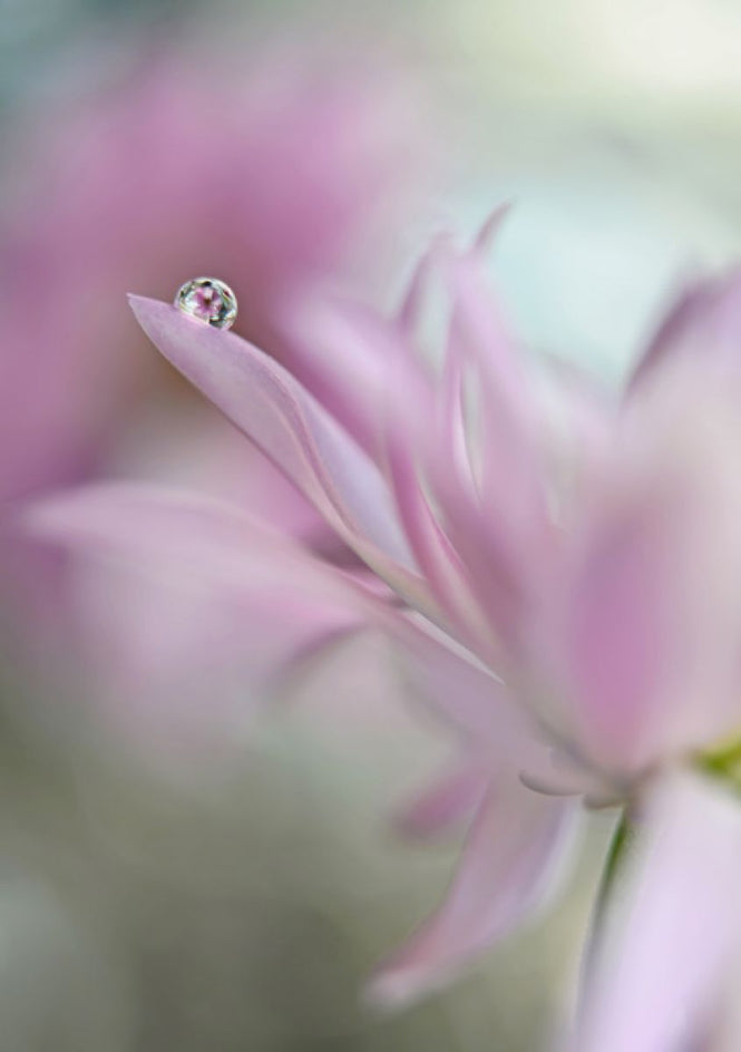 PHOTOWALL / In Pink Delight (e312942)