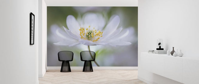 PHOTOWALL / Nemorosa Nirvana (e312945)