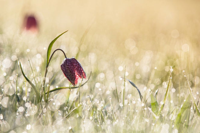 PHOTOWALL / Morning Dew (e312950)