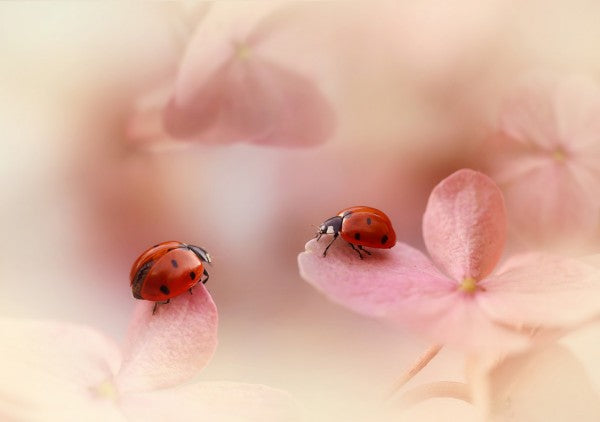 PHOTOWALL / Ladybirds on Pink Hydrangea (e312957)
