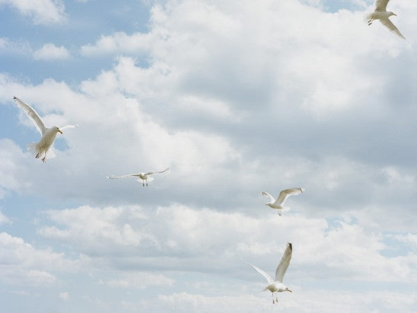 PHOTOWALL / Seagull in the Sky (e313010)