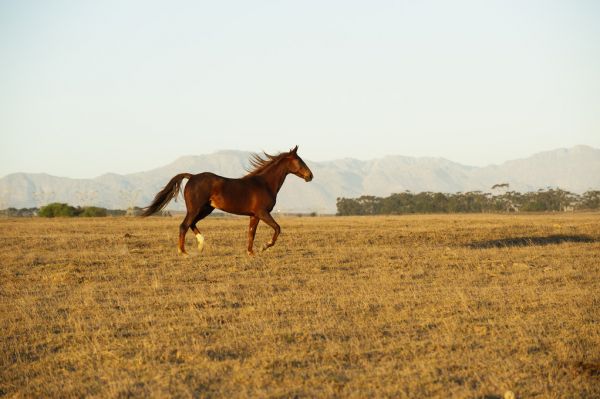 PHOTOWALL / Horse Running (e313011)