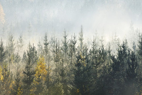 PHOTOWALL / Foggy Forest (e313024)