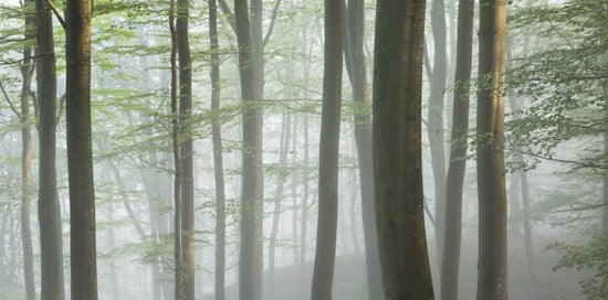 PHOTOWALL / Misty Beech Forest (e313025)