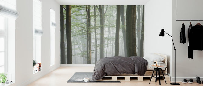 PHOTOWALL / Misty Beech Forest (e313025)