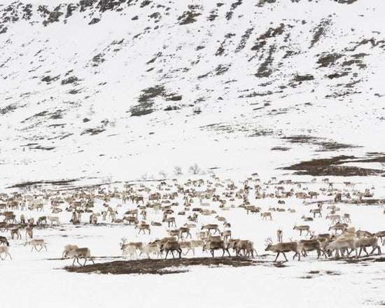 PHOTOWALL / Reindeers in Winter Landscape (e313027)