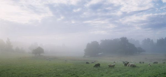PHOTOWALL / Sheep on Pasture Field in Morning Fog (e313059)