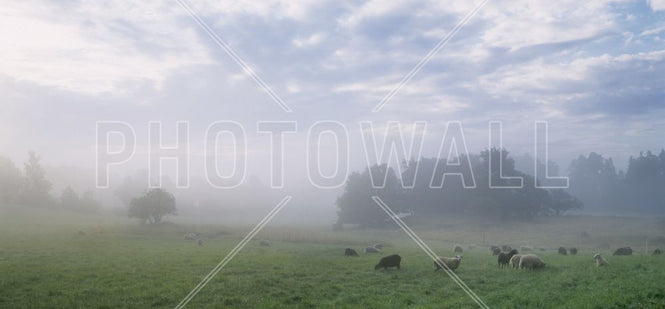 PHOTOWALL / Sheep on Pasture Field in Morning Fog (e313059)