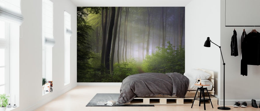 PHOTOWALL / Forest Morning (e312977)