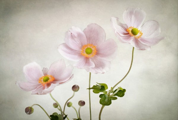 PHOTOWALL / Anemones (e312991)