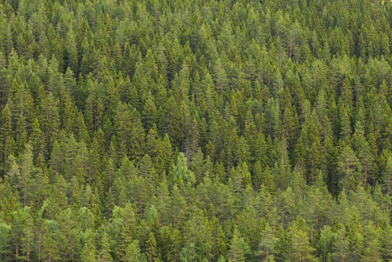 PHOTOWALL / Fir Forest in Dalarna (e313196)