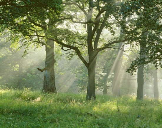 PHOTOWALL / Sunbeams in Beech Forest (e313216)