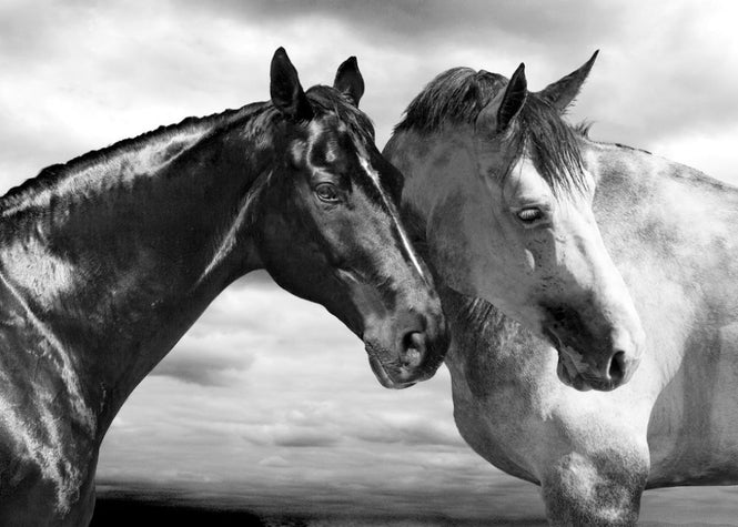 PHOTOWALL / Horse Portrait (e313156)