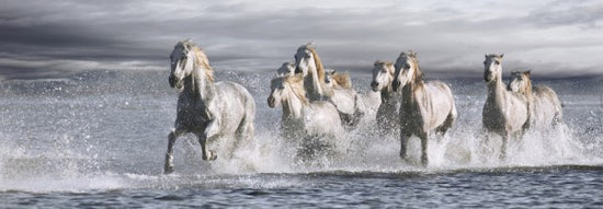 PHOTOWALL / Horses Running at the Beach (e313162)