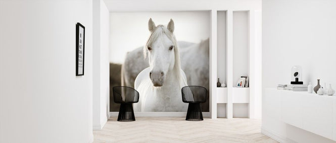PHOTOWALL / Horse (e313163)