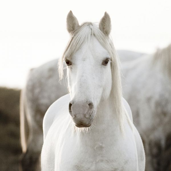 PHOTOWALL / Horse (e313163)