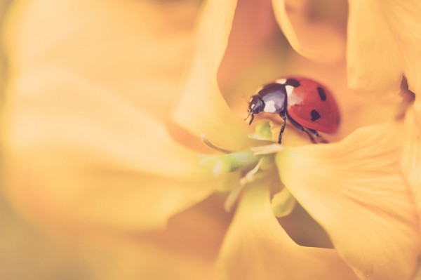 PHOTOWALL / Ladybird Exploring (e313258)