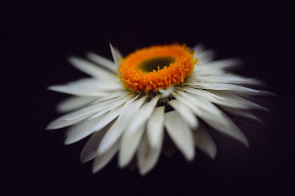 PHOTOWALL / Magnificent Flower (e313263) | 輸入壁紙専門店 WALPA