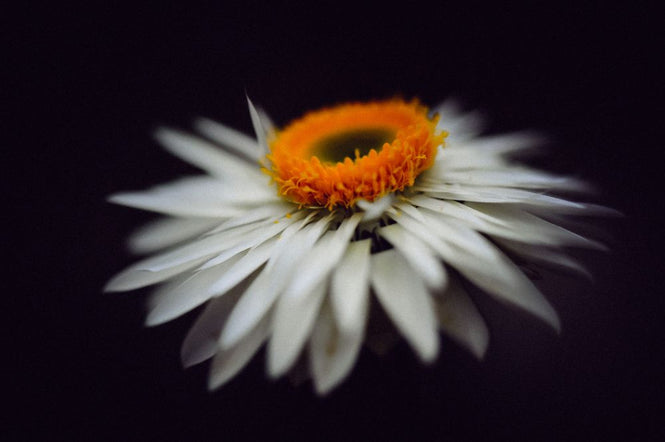 PHOTOWALL / Magnific Flower (e313263)