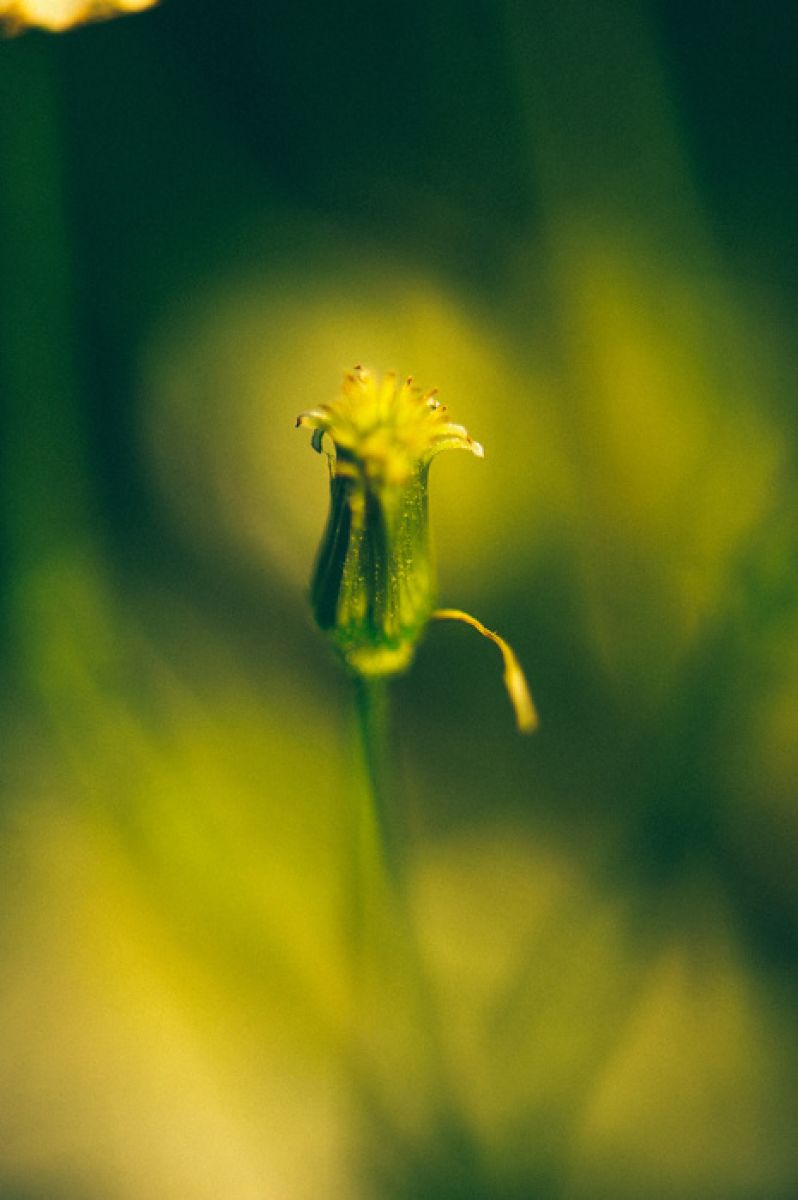 PHOTOWALL / Pretty Nature (e313274)