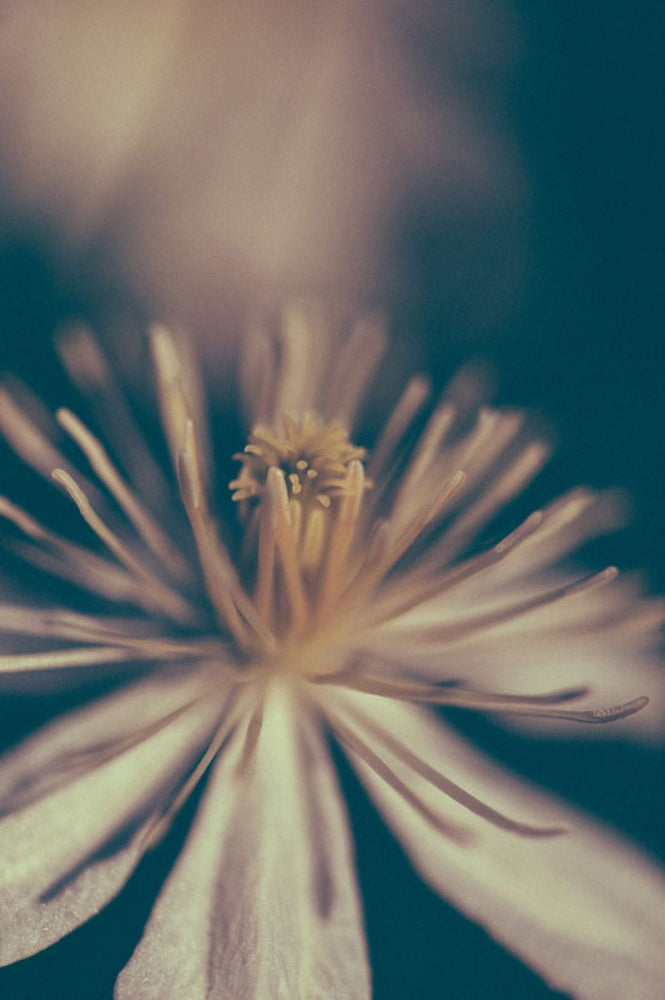 PHOTOWALL / Retro Flower (e313275)